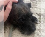 Small Photo #12 Mutt Puppy For Sale in Marina del Rey, CA, USA