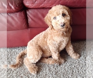 Goldendoodle Puppy for sale in MITCHELL, SD, USA