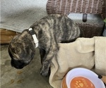 Small Photo #18 Mastiff Puppy For Sale in BRUCETON MILLS, WV, USA