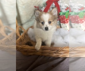 Pomeranian Puppy for sale in MOUNT CLEMENS, MI, USA