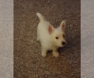 West Highland White Terrier Puppy for sale in HAM LAKE, MN, USA