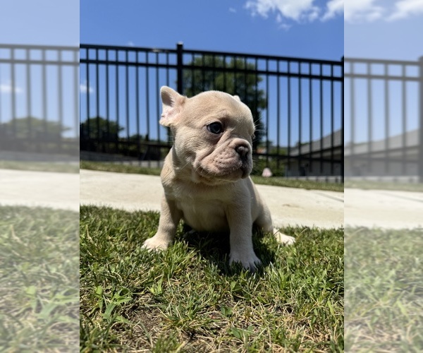 Medium Photo #5 French Bulldog Puppy For Sale in SAYREVILLE, NJ, USA
