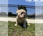 Small #3 French Bulldog