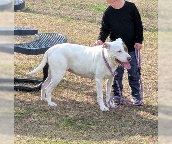Medium Photo #2 Labrador Retriever-Unknown Mix Puppy For Sale in Canton, CT, USA