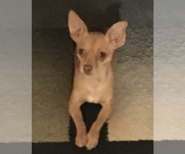 Medium Photo #1 Chihuahua Puppy For Sale in PHOENIX, AZ, USA