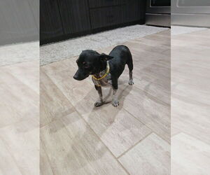 Cosette - Female Chihuahua-Unknown Mix Dog for Adoption - Photo #3
