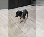 Small #2 Chihuahua Mix
