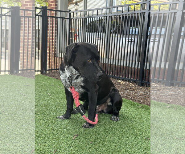 Medium Photo #9 Labrador Retriever-Staffordshire Bull Terrier Mix Puppy For Sale in Holly Springs, NC, USA