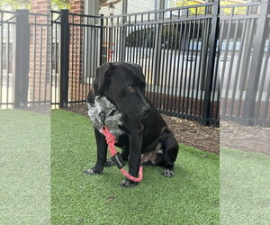 Rex - Male Labrador Retriever-Staffordshire Bull Terrier Mix Dog for Adoption - Photo #9