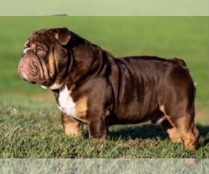 Father of the English Bulldog puppies born on 09/14/2023