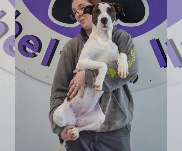 Medium Photo #3 American Bulldog-American Staffordshire Terrier Mix Puppy For Sale in Huntley, IL, USA