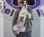 Small #2 American Bulldog-American Staffordshire Terrier Mix