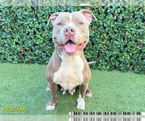 American Pit Bull Terrier Dogs for adoption in West Palm Beach, FL, USA