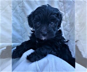Schnoodle (Miniature) Puppy for sale in ROLLA, MO, USA