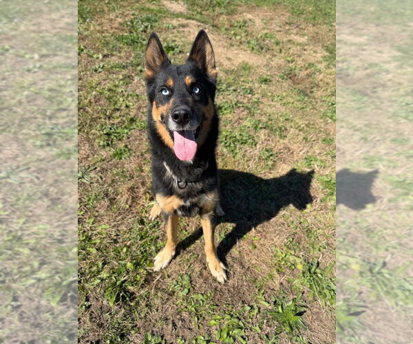Medium Photo #4 Gerberian Shepsky Puppy For Sale in Pierceton , IN, USA
