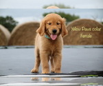 Small Photo #6 Golden Retriever Puppy For Sale in KEMP, TX, USA
