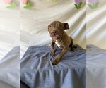 Small #5 American Pit Bull Terrier Mix