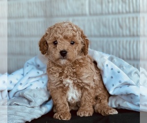 Cavapoo (Standard) Puppy for sale in DUNDEE, OH, USA