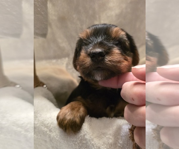 Medium Photo #3 Yorkshire Terrier Puppy For Sale in ALFORD, FL, USA