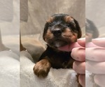 Small #2 Yorkshire Terrier