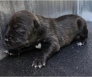 American Staffordshire Terrier-Unknown Mix Dogs for adoption in San Antonio, TX, USA