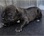 Small American Staffordshire Terrier Mix