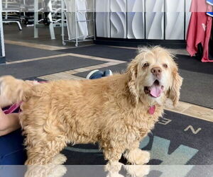 Cocker Spaniel Dogs for adoption in Chester, NJ, USA
