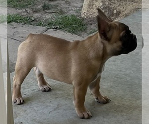 French Bulldog Puppy for sale in BOLIVAR, MO, USA
