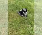 Small #1 Cocker Spaniel-Sheepadoodle Mix