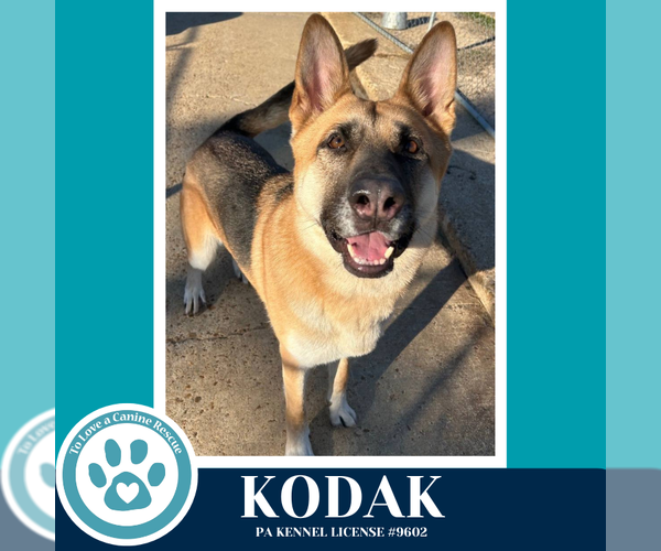 Medium Photo #2 German Shepherd Dog Puppy For Sale in Kimberton, PA, USA