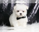 Puppy Hushpuppy Maltese