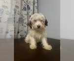 Small #11 Havanese