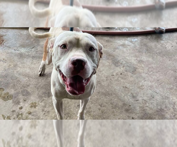 Medium Photo #5 Mutt Puppy For Sale in Abbeville, LA, USA