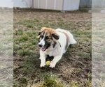 Small #11 Collie Mix
