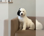 Small Photo #5 Sheepadoodle Puppy For Sale in ST AUGUSTINE, FL, USA