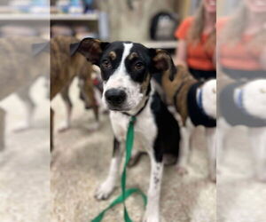 Mutt Dogs for adoption in Minneapolis, MN, USA