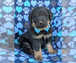 Rottle Puppy for sale in KIRKWOOD, PA, USA