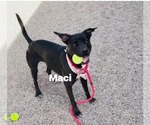 Small #3 American Pit Bull Terrier-Labrador Retriever Mix