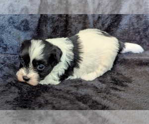 Havanese Puppy for sale in POST FALLS, ID, USA