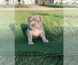 American Bully Puppy for sale in NORTH ROYALTON, OH, USA