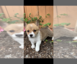 Small Photo #1 Pembroke Welsh Corgi Puppy For Sale in OCEANSIDE, CA, USA