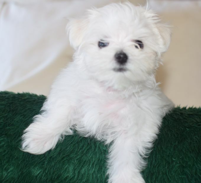 Medium Photo #1 Maltese Puppy For Sale in MACHESNEY PARK, IL, USA