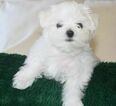 Small Photo #1 Maltese Puppy For Sale in MACHESNEY PARK, IL, USA