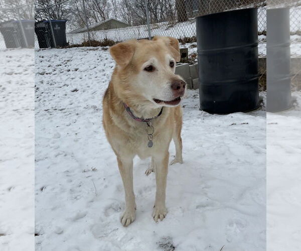 Medium Photo #9 Alaskan Malamute-German Shepherd Dog Mix Puppy For Sale in Techny, IL, USA