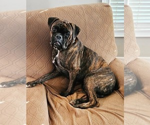 Father of the Boxer puppies born on 07/22/2026