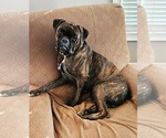Small Photo #1 Boxer Puppy For Sale in PELZER, SC, USA