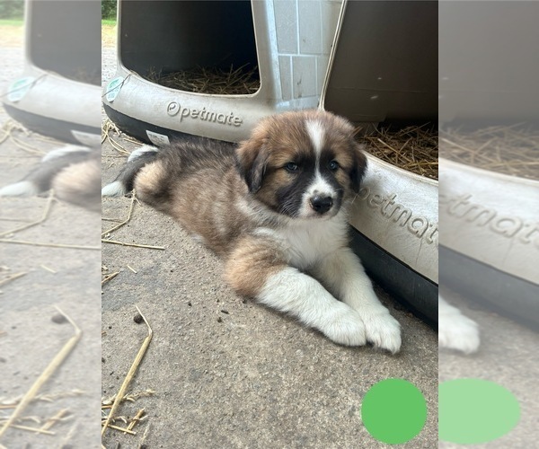 Medium Photo #3 Australian Shepherd-Great Pyrenees Mix Puppy For Sale in LUCAMA, NC, USA
