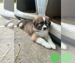 Small Photo #3 Australian Shepherd-Great Pyrenees Mix Puppy For Sale in LUCAMA, NC, USA