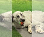 Small #2 Great Pyrenees Mix
