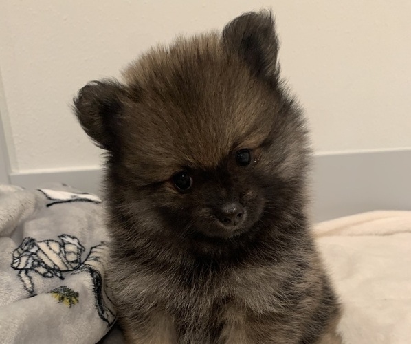 Medium Photo #3 Pomeranian Puppy For Sale in SNOHOMISH, WA, USA